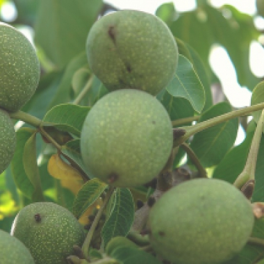 ARSLANBOB WALNUT FORESTS