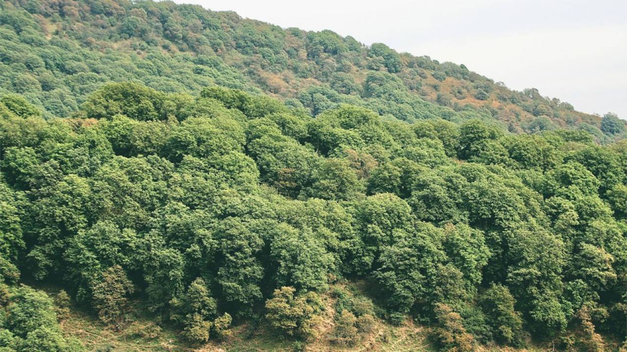 ARSLANBOB WALNUT FORESTS